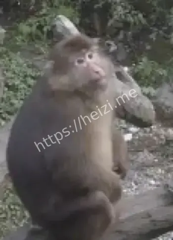 峨眉山猴子击毙谣言