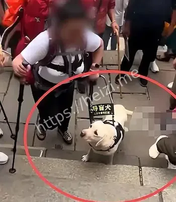 盲人导盲犬雨夜爬泰山